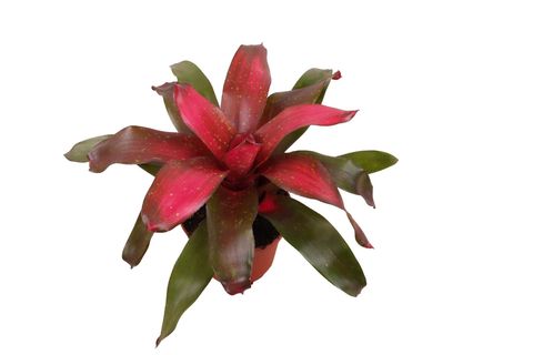 Neoregelia 'Galaxy'