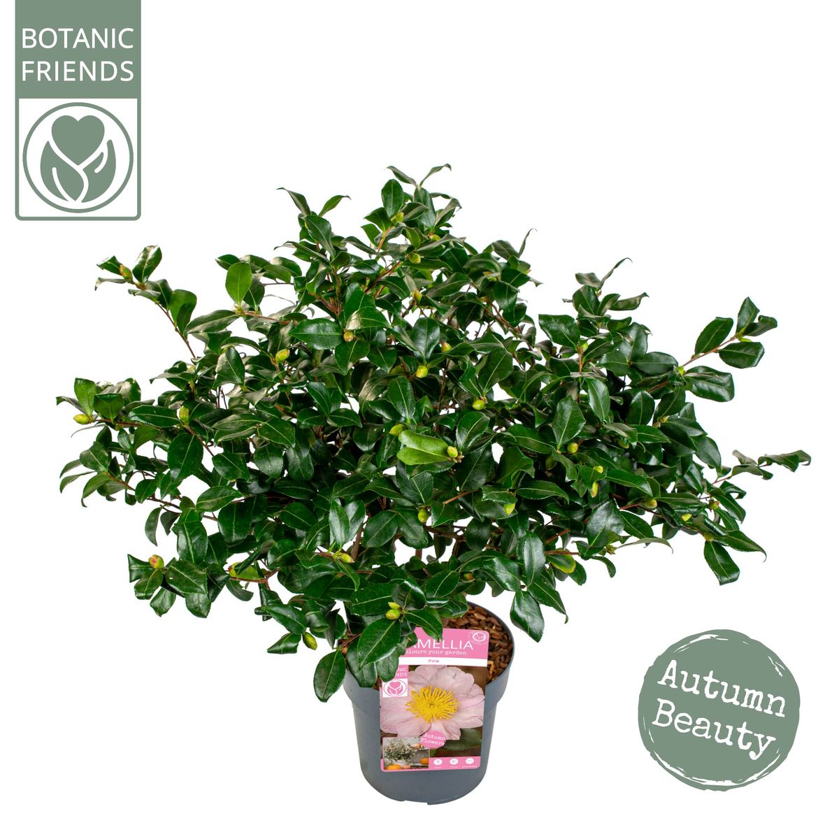 Camellia sasanqua 'Pink Premium' — Plant Wholesale FlorAccess