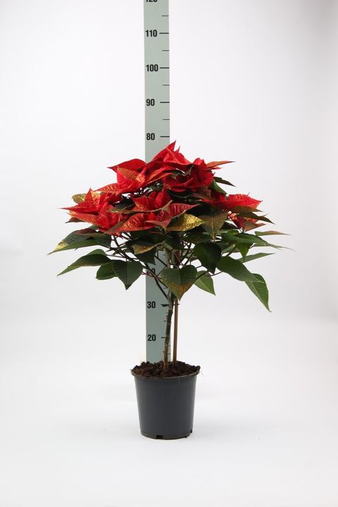 Euphorbia pulcherrima GRANDE ITALIA