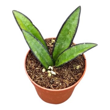 Hoya wayetii