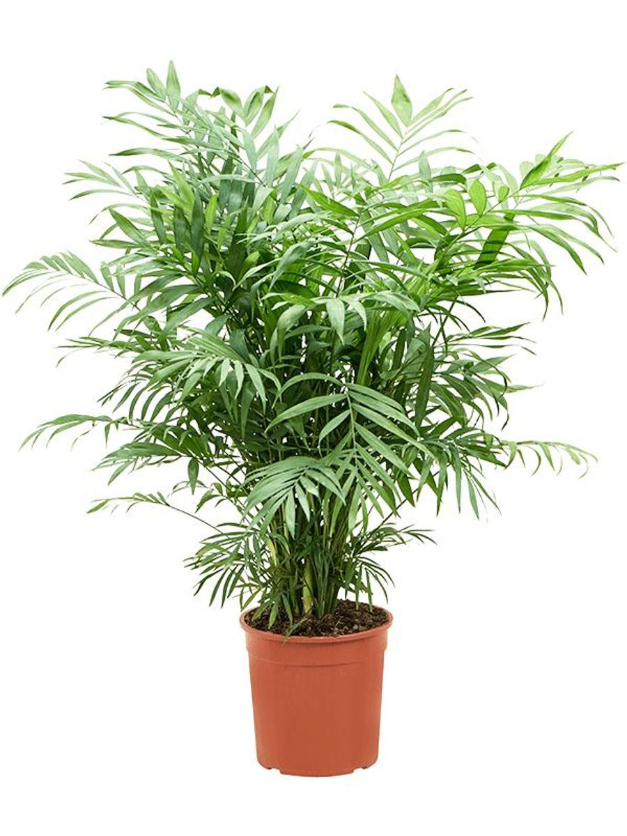 Chamaedorea elegans — Plant Wholesale FlorAccess