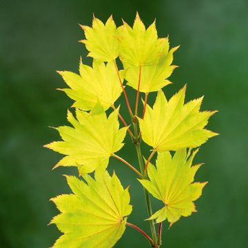 Acer shirasawanum 'Aureum'