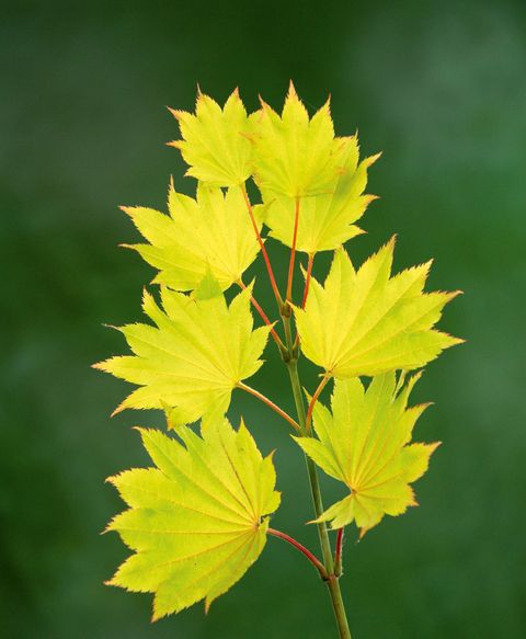 Acer shirasawanum 'Aureum'