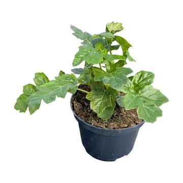 Acanthus mollis