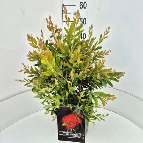 Callistemon rugulosus