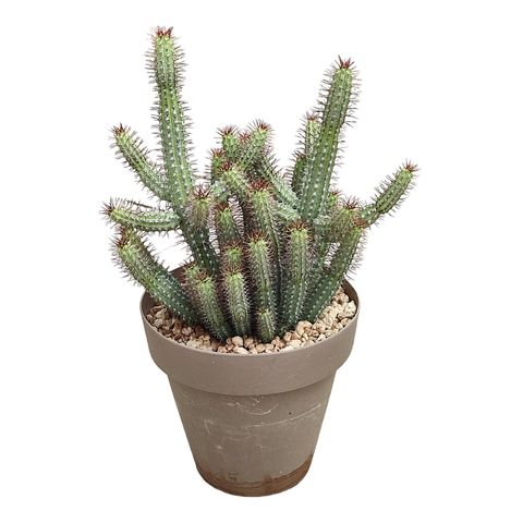 Euphorbia baioensis