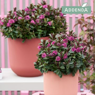 Hebe VINOA PINK