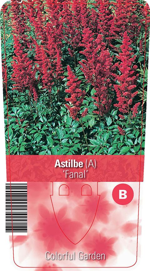 Astilbe 'Fanal'