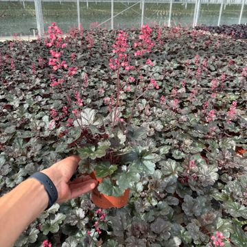 Heuchera HIP HOP HOORAY