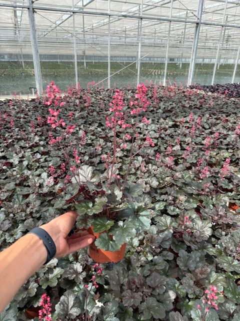 Heuchera HIP HOP HOORAY