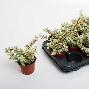 Portulacaria afra 'Variegata'