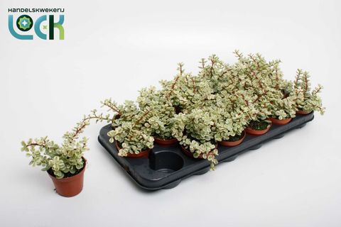 Portulacaria afra 'Variegata'