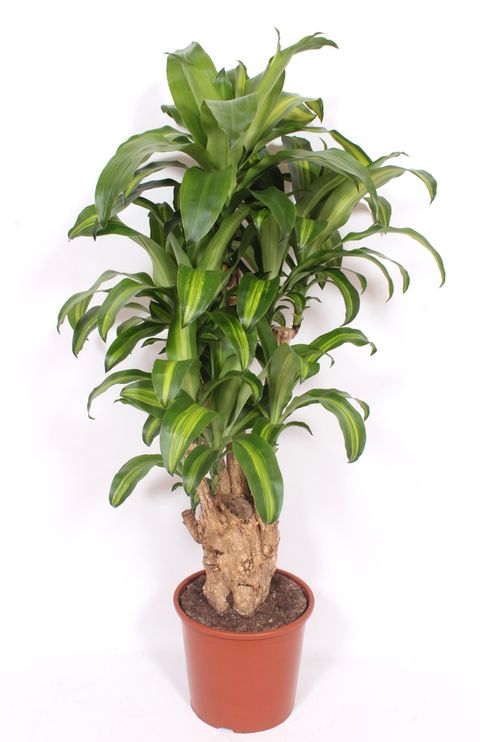 Dracaena fragrans 'Massangeana'