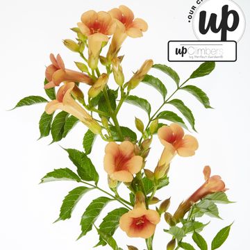 Campsis x tagliabuana INDIAN SUMMER