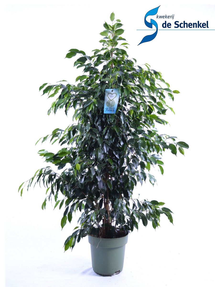 Ficus benjamina 'Danielle' — Plant Wholesale FlorAccess