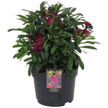 Erysimum 'Red Jep'
