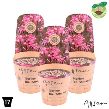 Nerine 'Amandi'