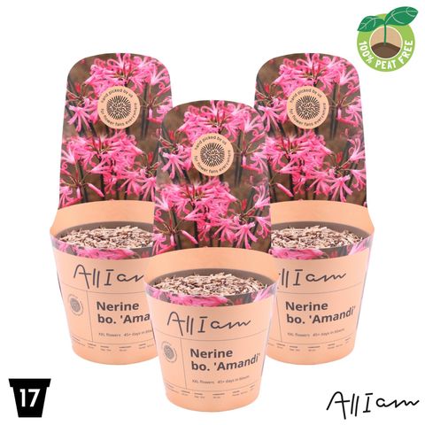 Nerine 'Amandi'