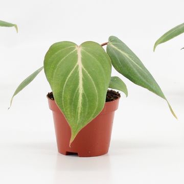 Philodendron gloriosum