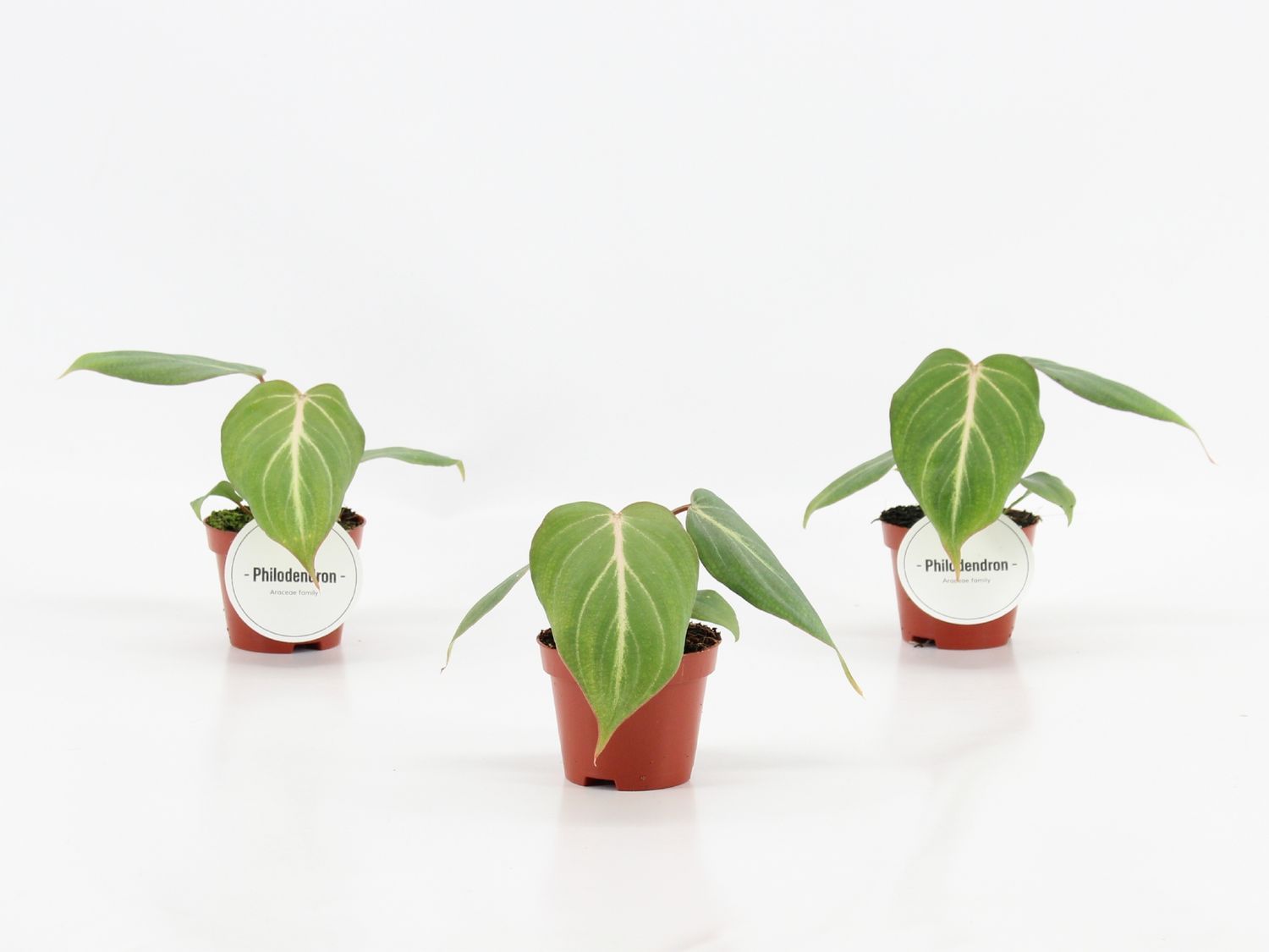 Philodendron gloriosum  Pflanzengrohandel FlorAccess