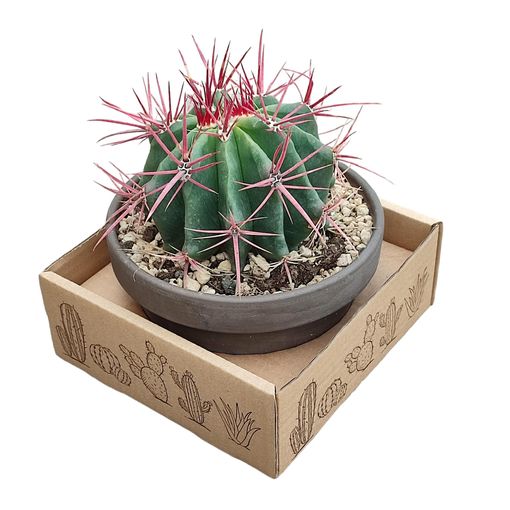 Ferocactus stainesii