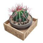 Ferocactus stainesii