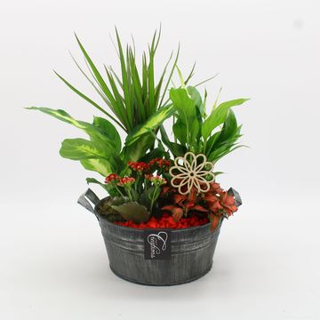 Ετοιμασίες Houseplants