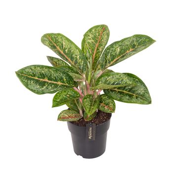 Aglaonema 'Camo Coralie'