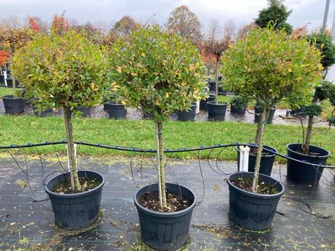 Ligustrum ovalifolium