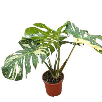 Monstera 'Thai Constellation'