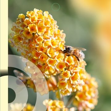 Buddleja x weyeriana 'Sungold'