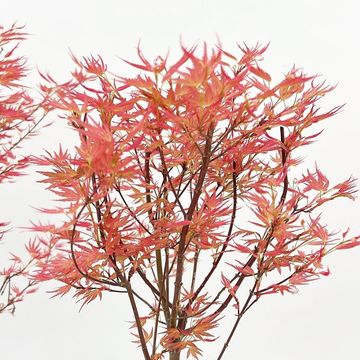 Acer palmatum 'Wilson's Pink Dwarf'