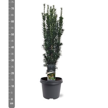 Taxus baccata 'Black Tower'