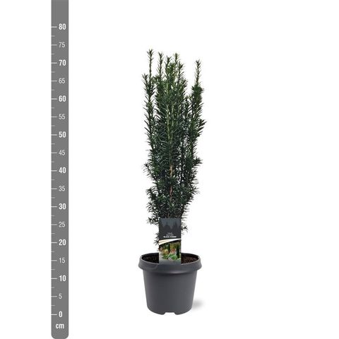 Taxus baccata 'Black Tower'