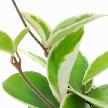 Hoya carnosa 'Variegata'