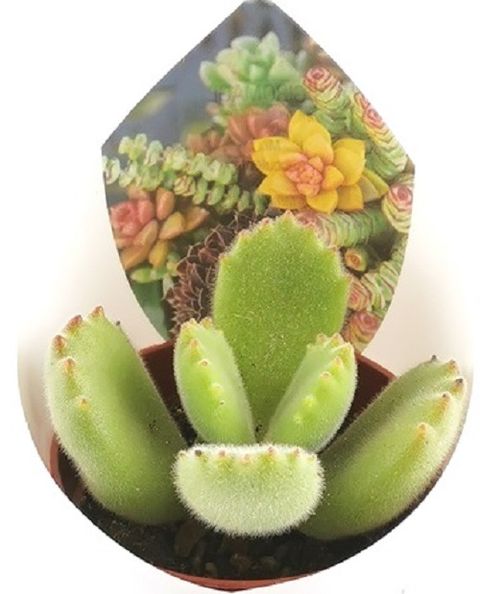 Cotyledon ladismithiensis