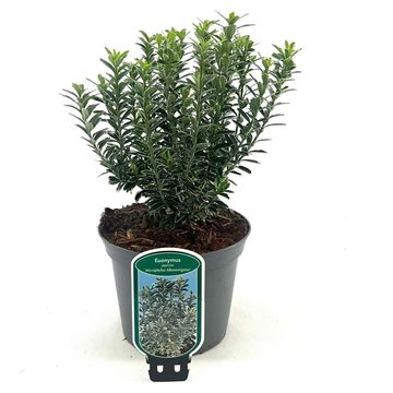 Euonymus japonicus 'Microphyllus Albovariegatus'