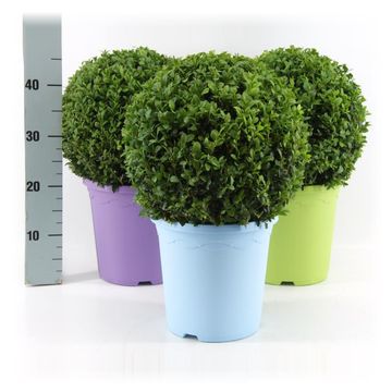 Buxus sempervirens