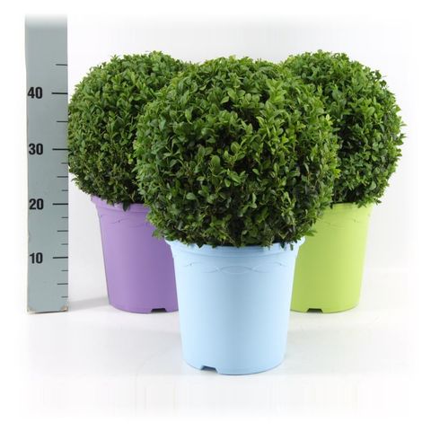 Buxus sempervirens