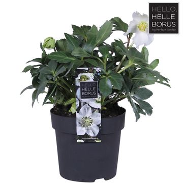 Helleborus niger