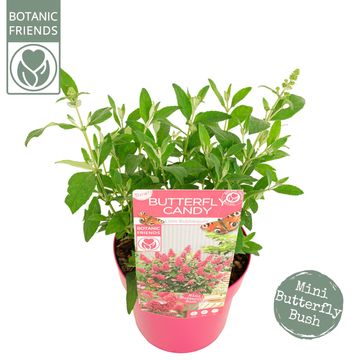 Buddleja davidii BUTTERFLY CANDY LITTLE BUBBLEGUM