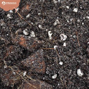 Substrates FICUS MIX