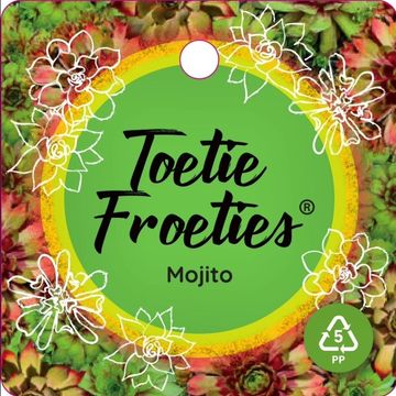 Sempervivum TOETIE FROETIES MOJITO GREEN