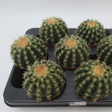 Echinocactus grusonii brevispinus