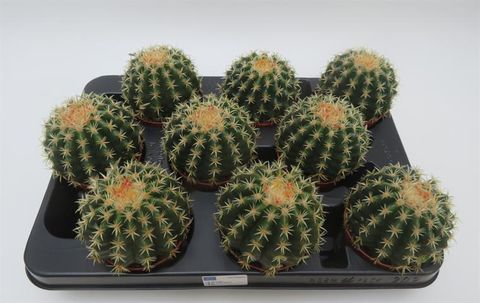Echinocactus grusonii brevispinus