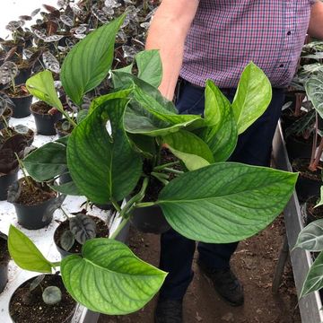 Monstera pinnatipartita