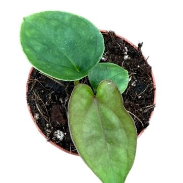Anthurium dressleri