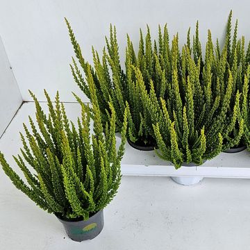 Calluna vulgaris SKYLINE LAS VEGAS