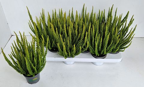 Calluna vulgaris SKYLINE LAS VEGAS