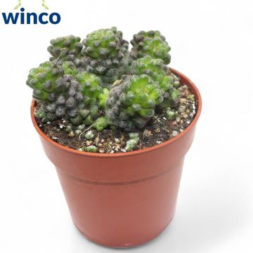 Anacampseros arachnoides 'Black'